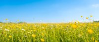Bright yellow wildflower meadow under clear blue sky with blooming buttercups and green grass creating natural spring landscape for outdoor recreation concepts.
