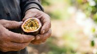 Farmer holding freshly harvested passion fruit cut in half, showing seeds and pulp, outdoor agricultural setting with blurred green background.
