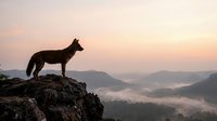 Wolf silhouette standing on rocky cliff overlooking misty mountain valley at sunrise with dramatic orange and pink sky creating majestic wilderness scene.