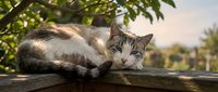 Adorable tabby and white cat resting on wooden fence under green foliage during golden hour sunset creating peaceful domestic pet portrait scene.