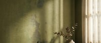 Sunlight streaming through window creates warm shadows on textured wall with eucalyptus branch silhouette for interior design and home decor projects.