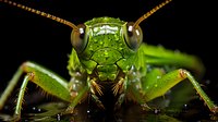 Green grasshopper macro close-up showing detailed head, compound eyes and antennae against black background for nature photography and entomology studies.