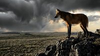 Lone coyote standing on rocky outcrop against dramatic stormy sky in wilderness landscape during golden hour sunset creating moody atmospheric scene.