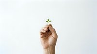 Hand holding small green plant sprout against white background symbolizing growth, sustainability, environmental care and new beginnings concept.
