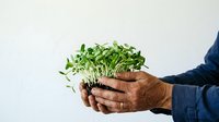 Young microgreens sprouts held in weathered male hands against white background, representing organic farming, sustainable agriculture, and fresh produce for healthy eating and gardening projects.