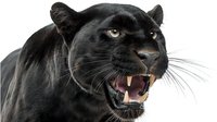 Aggressive black panther showing fangs and snarling against white background, dangerous wild cat close-up portrait with yellow eyes and open mouth.