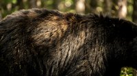 Close-up of brown bear fur texture showing thick dense coat with natural lighting in forest environment for wildlife and nature projects.
