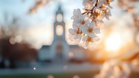 Delicate white cherry blossoms frame church steeple silhouette at golden sunset, creating serene spring atmosphere with soft bokeh background effect.