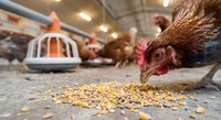 Brown hen pecking corn feed in modern poultry farm with automatic feeding system and other chickens in background for agricultural industry concepts.