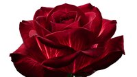 Deep crimson rose with velvety petals isolated on white background, suitable for floral designs, wedding invitations, and botanical artwork.