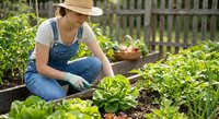 Young woman gardener in denim overalls and straw hat tending to fresh lettuce plants in raised bed vegetable garden with wooden fence background.