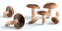 Fresh brown mushrooms arranged on white background, showcasing various angles and sizes of edible fungi for culinary or natural food concepts.
