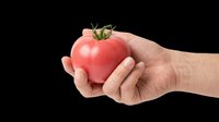Hand holding a fresh ripe pink tomato, isolated on transparent background. Ready for stickers, print on demand, T-shirt design, clipart, and sublimation use.
