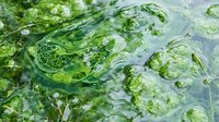 Green algae blooms floating on water surface creating natural organic patterns with bubbles and aquatic vegetation in pond ecosystem.