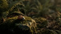 Small brown snail crawling on moss-covered rock in forest environment with ferns creating natural woodland habitat for wildlife photography.