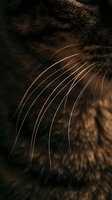 Close-up macro shot of a tabby cat whiskers glowing in dim light, showcasing fine fur texture and sensory details in dark moody tones.