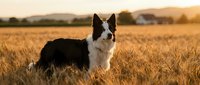 Border collie dog standing in golden wheat field during sunset with warm lighting and rural countryside background for pet and agriculture concepts.