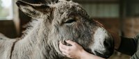 Young child's hand gently petting gray donkey's face in close-up. Domestic farm animal interaction showing affection and care for livestock.