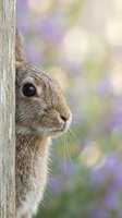 Curious rabbit peeking from behind wooden fence post with soft purple spring flowers blurred in background creating dreamy bokeh effect for nature photography.