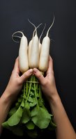 Hands holding fresh white daikon radishes with green stems and leaves against dark background. Suitable for organic produce, healthy eating, farm-to-table, and culinary content.