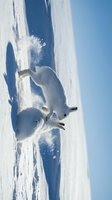 Playful arctic fox jumping through fresh powder snow under clear blue sky creating dynamic winter wildlife scene for nature and seasonal content.
