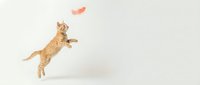 Playful orange tabby cat jumping and reaching for colorful feather toy against clean white background. Pet exercise and entertainment concept.