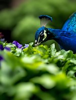 Vibrant blue peacock head close-up among green foliage and purple flowers, showing detailed crown feathers and distinctive eye in natural garden setting.