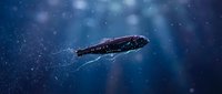 Deep sea fish swimming in dark blue ocean waters with floating particles and mysterious underwater atmosphere for marine biology content.