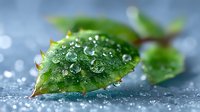 Fresh green leaf with morning dew drops in macro photography, natural water droplets on plant surface against blurred background showing freshness and purity.