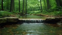 Small waterfall cascading over rocks in lush green forest with crystal clear stream flowing through mossy stones, creating serene natural landscape.
