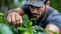 Hispanic male farmer inspecting fresh coffee plant leaves for quality control and disease prevention in sustainable agriculture plantation during harvest season.