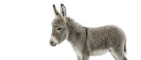 Gray donkey foal standing in profile on white background, isolated farm animal ready for design projects and educational materials.