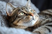 Close up portrait of tabby cat with bright green eyes lying on soft gray blanket, looking up with curious expression, showing detailed fur texture and whiskers.