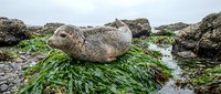 Harbor seal resting on green seaweed-covered rocks in tidal zone during low tide, coastal wildlife and marine mammal habitat.