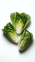 Fresh romaine lettuce hearts isolated on white background for healthy cooking and salad preparation.