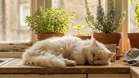 Fluffy gray cat sleeping peacefully on wooden windowsill next to potted herbs in sunny home interior creating cozy domestic atmosphere.