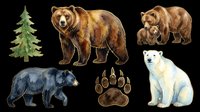Isolated bear species collection featuring brown bear, black bear, polar bear, paw print and evergreen tree on transparent background. Ready for t-shirt design, clipart, stickers, print-on-demand and sublimation projects.