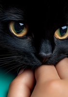 Close-up macro shot of black cat's yellow-green eyes and nose against human hand. Dark feline face with intense gaze and detailed fur texture on turquoise background.