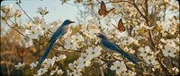 Two blue magpies perched on blooming cherry blossom branches with orange butterflies flying around in soft spring garden setting for nature and wildlife themes.