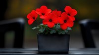 Vibrant red geranium flowers blooming in modern black rectangular planter against dark background, creating dramatic contrast for garden and patio decor.