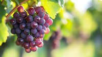 Fresh ripe purple grape cluster hanging on grapevine with green leaves in sunlight, natural bokeh background in vineyard during harvest season.