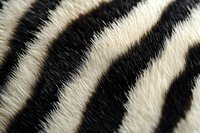 Close up macro shot of zebra fur texture showing distinctive black and white striped pattern, natural animal hide background for wildlife and nature designs.