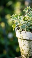 Variegated ivy plant growing in weathered stone pot with soft blurred garden background, suitable for gardening, landscaping and botanical design projects.