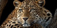 Majestic leopard portrait with piercing yellow eyes and distinctive spotted coat pattern resting among tree branches in natural wildlife habitat.