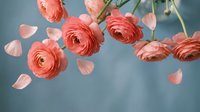 Coral pink ranunculus flowers with scattered petals on soft blue background for romantic wedding invitations and spring decor projects.