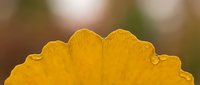 Close-up of vibrant yellow flower petals with detailed texture and natural bokeh background for botanical and nature photography projects.