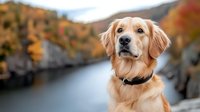 Golden retriever with collar sitting by autumn river with fall foliage and rocky cliffs in background, suitable for pet, nature, and lifestyle content.