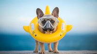 French bulldog wearing sunglasses and yellow inflatable ring floatie at beach with ocean backdrop, summer vacation pet travel concept.