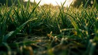 Close-up of lush green grass blades with shallow depth of field, golden sunlight filtering through, creating natural bokeh effect. Suitable for nature, environmental, and outdoor design projects.