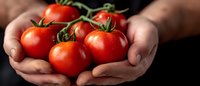 Fresh ripe red tomatoes on vine held in cupped hands against dark background, close up view showing natural organic produce and farm-to-table concept.
